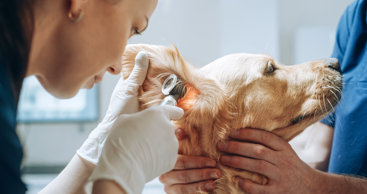 Veterinária examinando ouvido de cachorro
